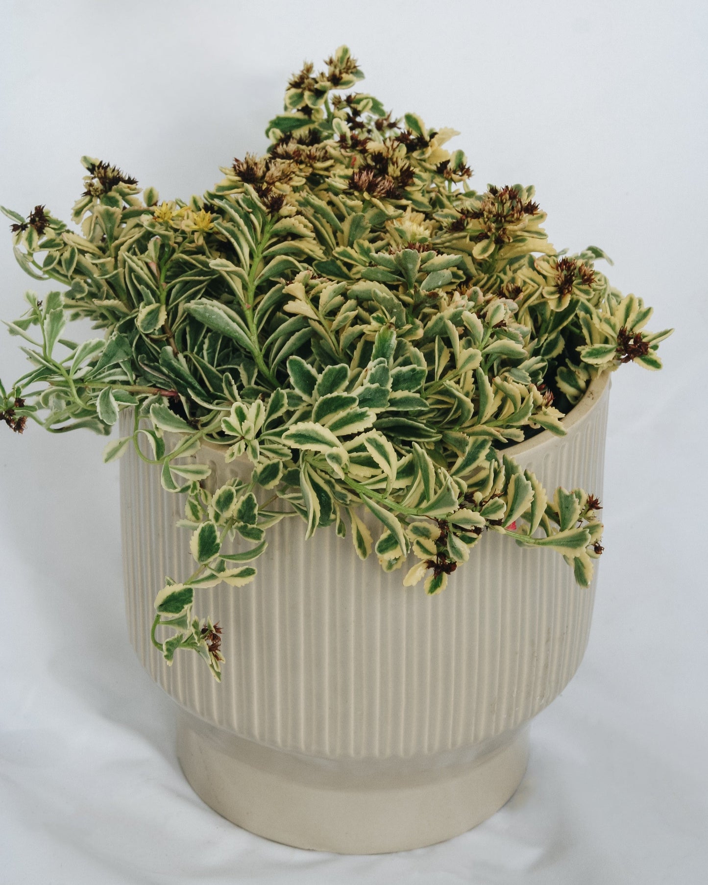Boogie Woogie Stonecrop