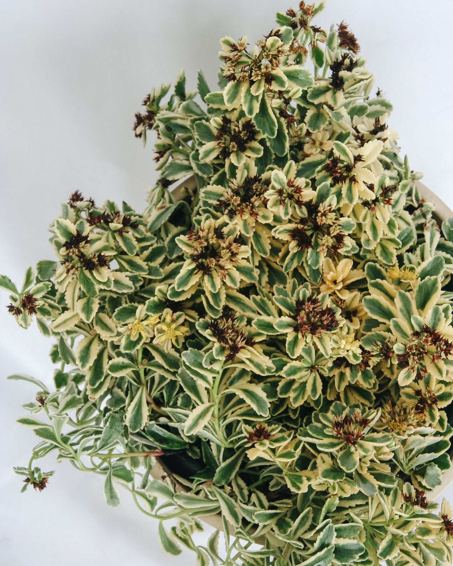 Boogie Woogie Stonecrop