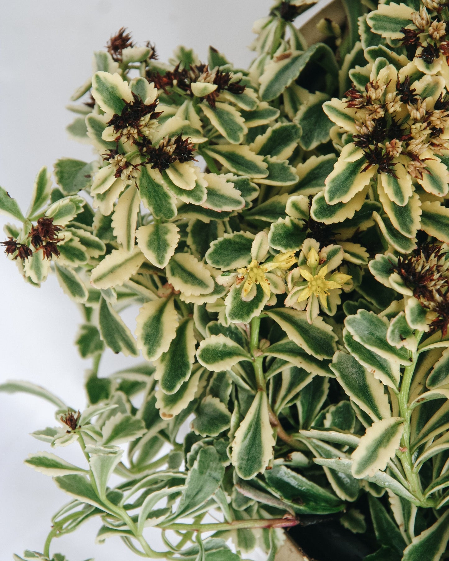 Boogie Woogie Stonecrop