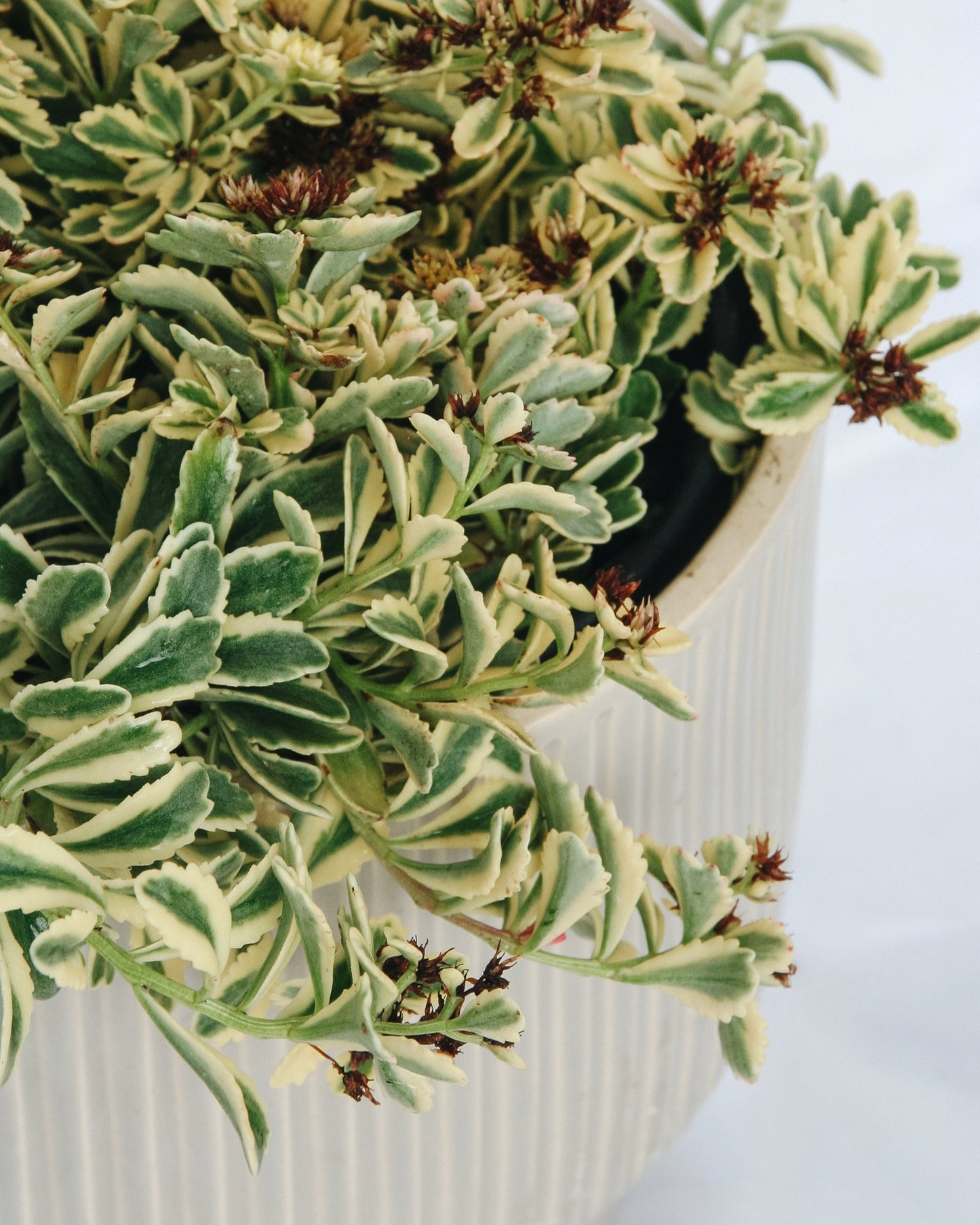 Boogie Woogie Stonecrop