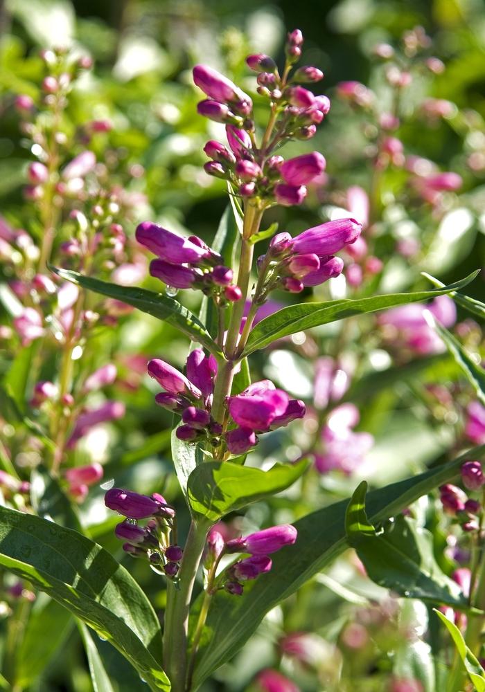 Rondo Mix Beardtongue