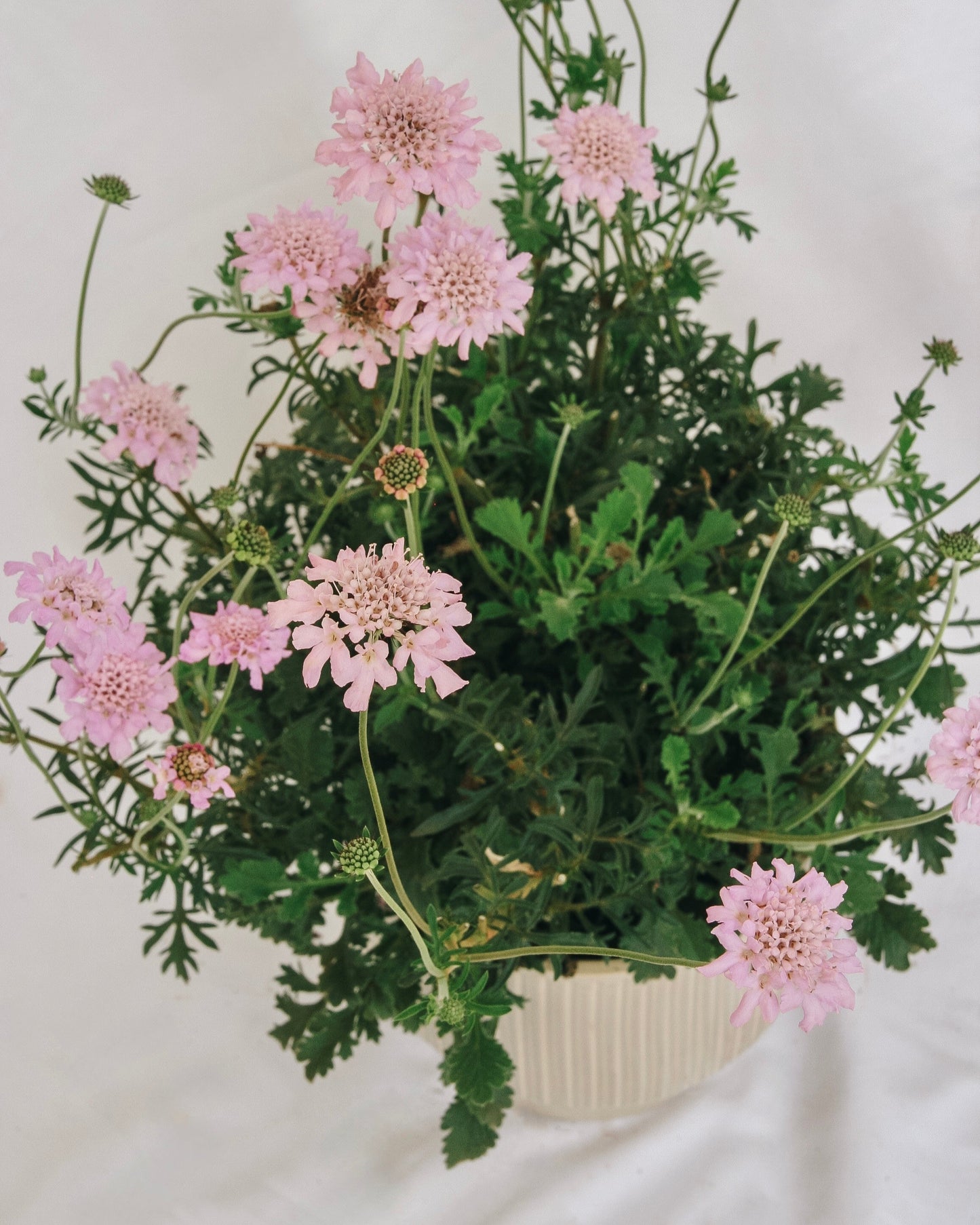 Fleur rose en coussin à épingles