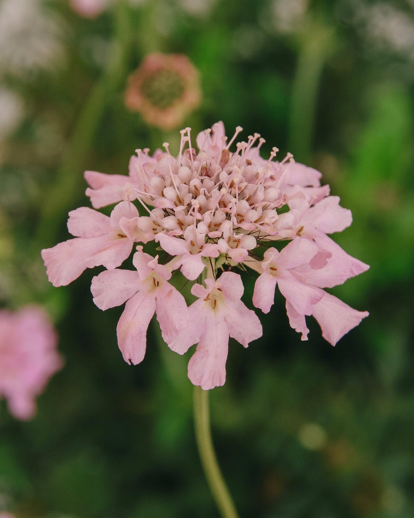 Fleur rose en coussin à épingles