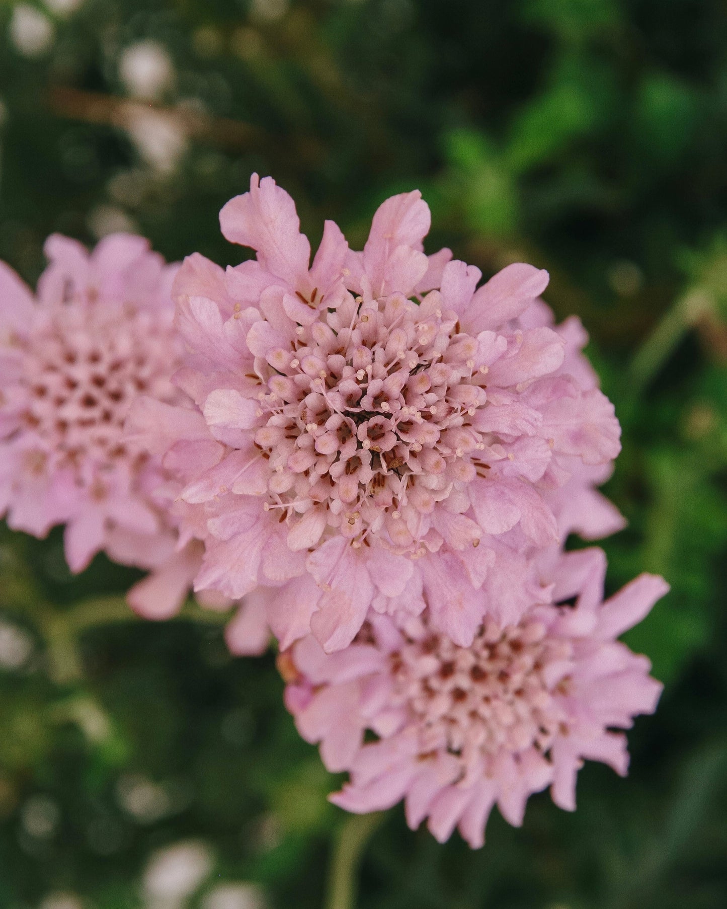 Fleur rose en coussin à épingles
