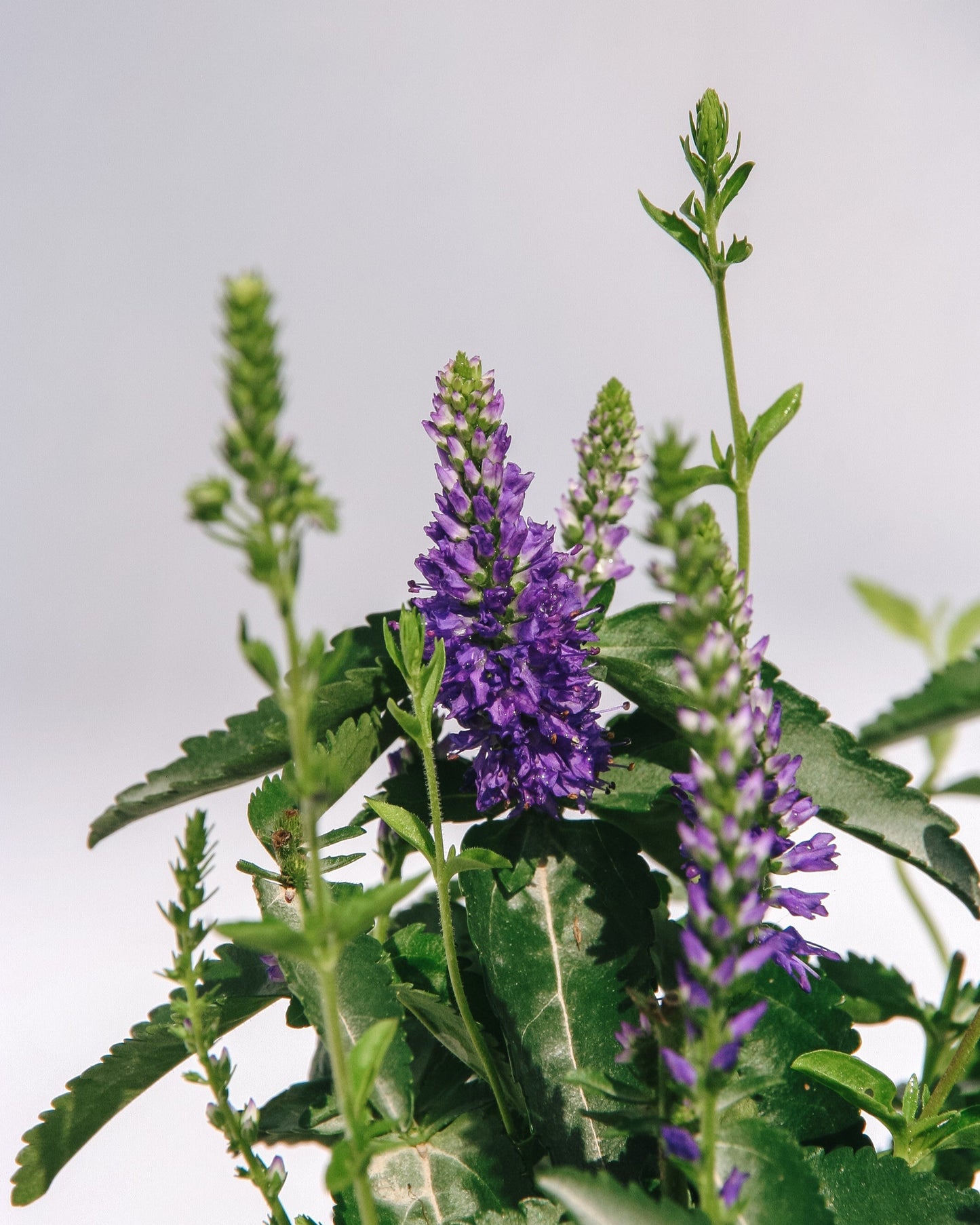 Royal Rembrandt Speedwell
