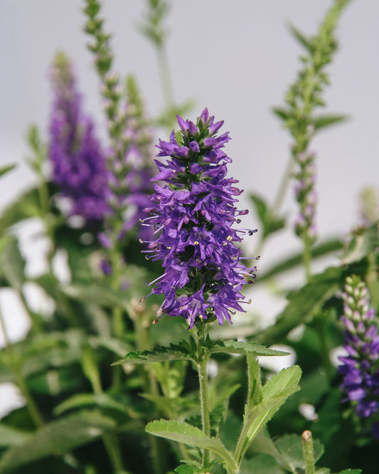 Royal Rembrandt Speedwell