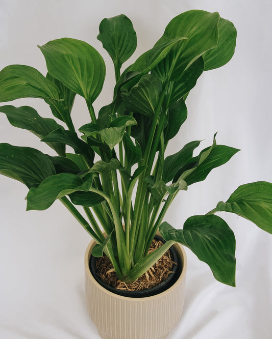 Royal Standard Plantain Lily