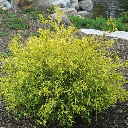 Golden Mops False Cypress