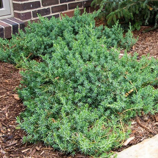 Blue Pacific Shore Juniper