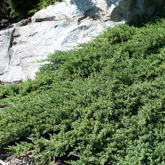 Dwarf Japanese Garden Juniper