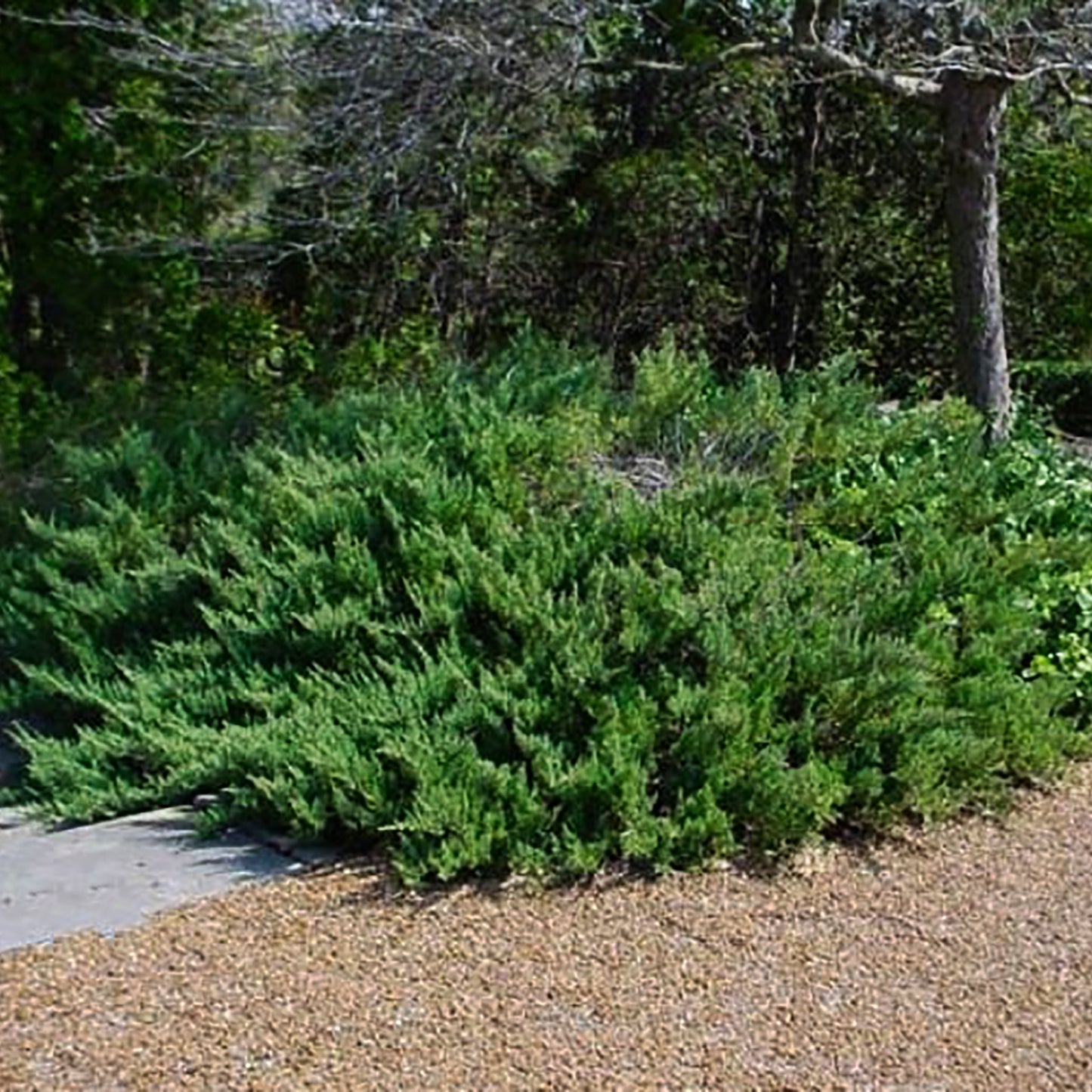 Prince of Wales Juniper 3 Gallon / 1 Plant