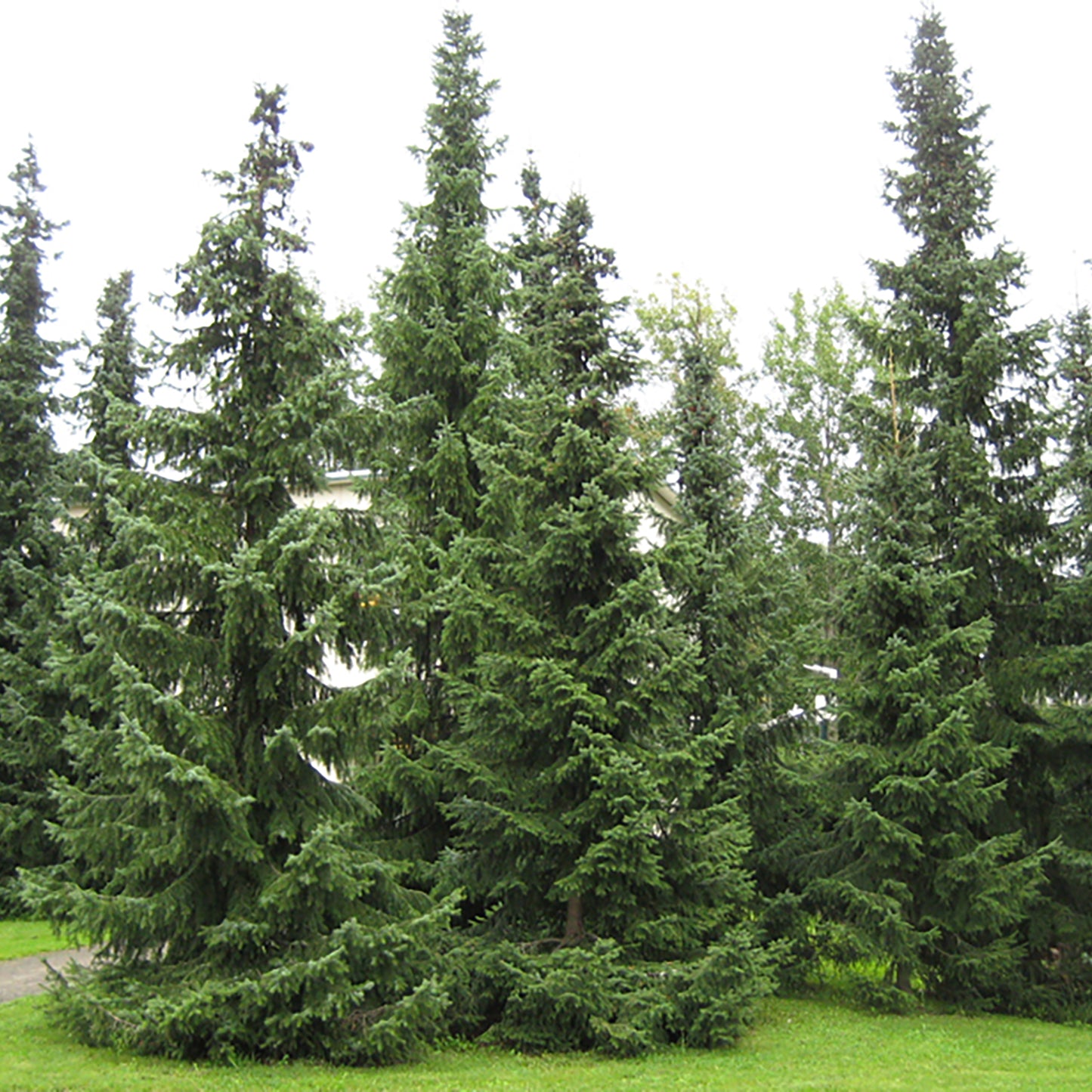 Serbian Spruce