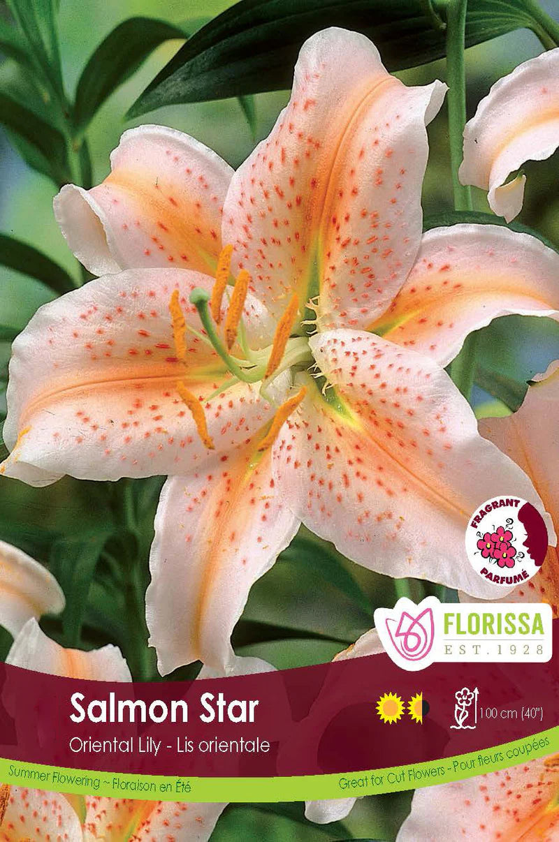 Lys oriental Stargazer saumoné