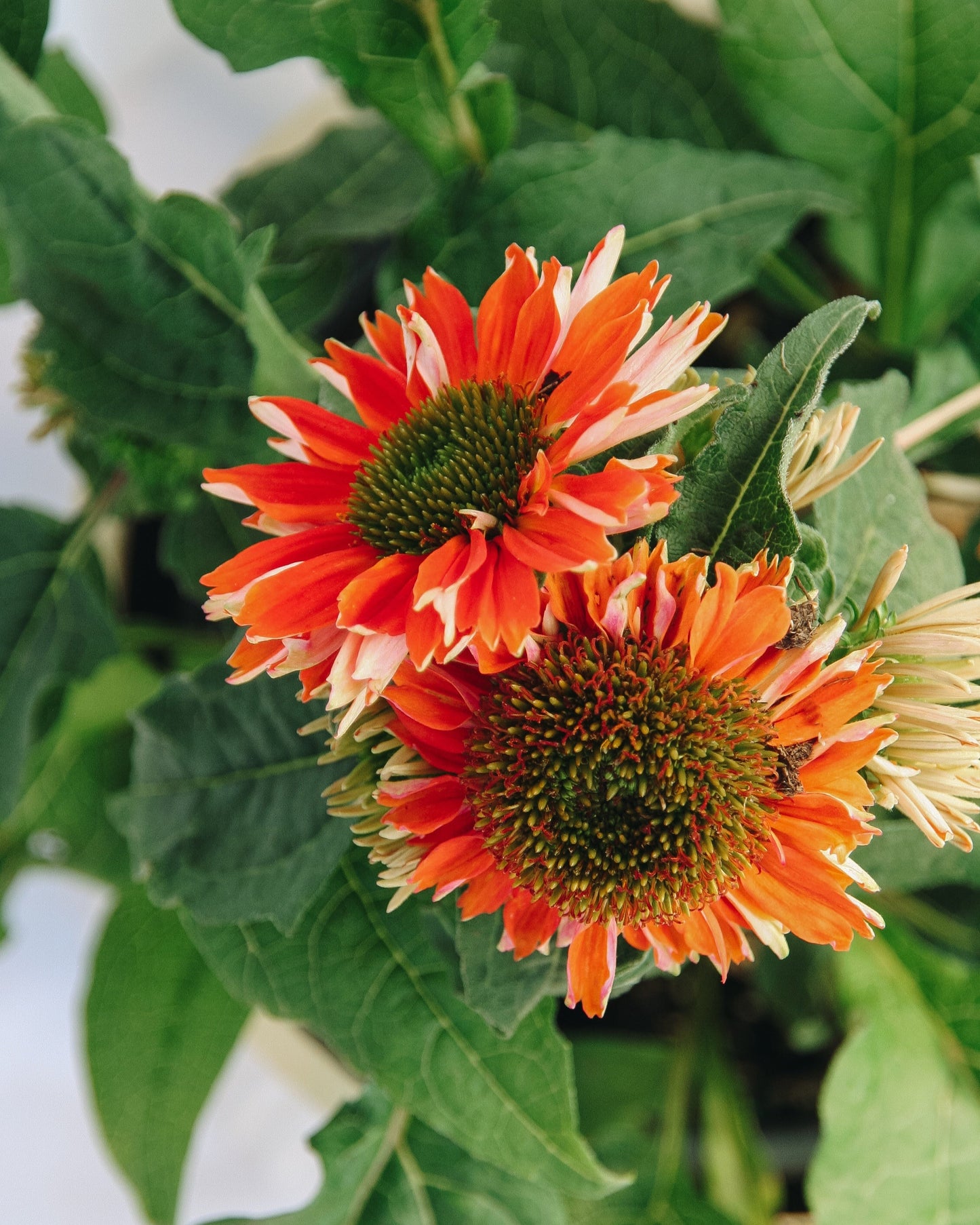 Salsa Red Coneflower