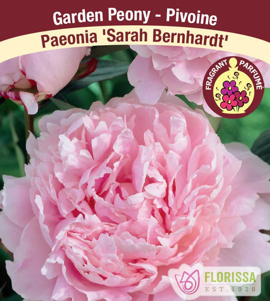 Sarah Bernhardt Peony Bulb