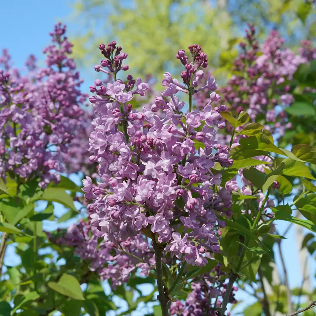 Scentara Double Bleu Lilas