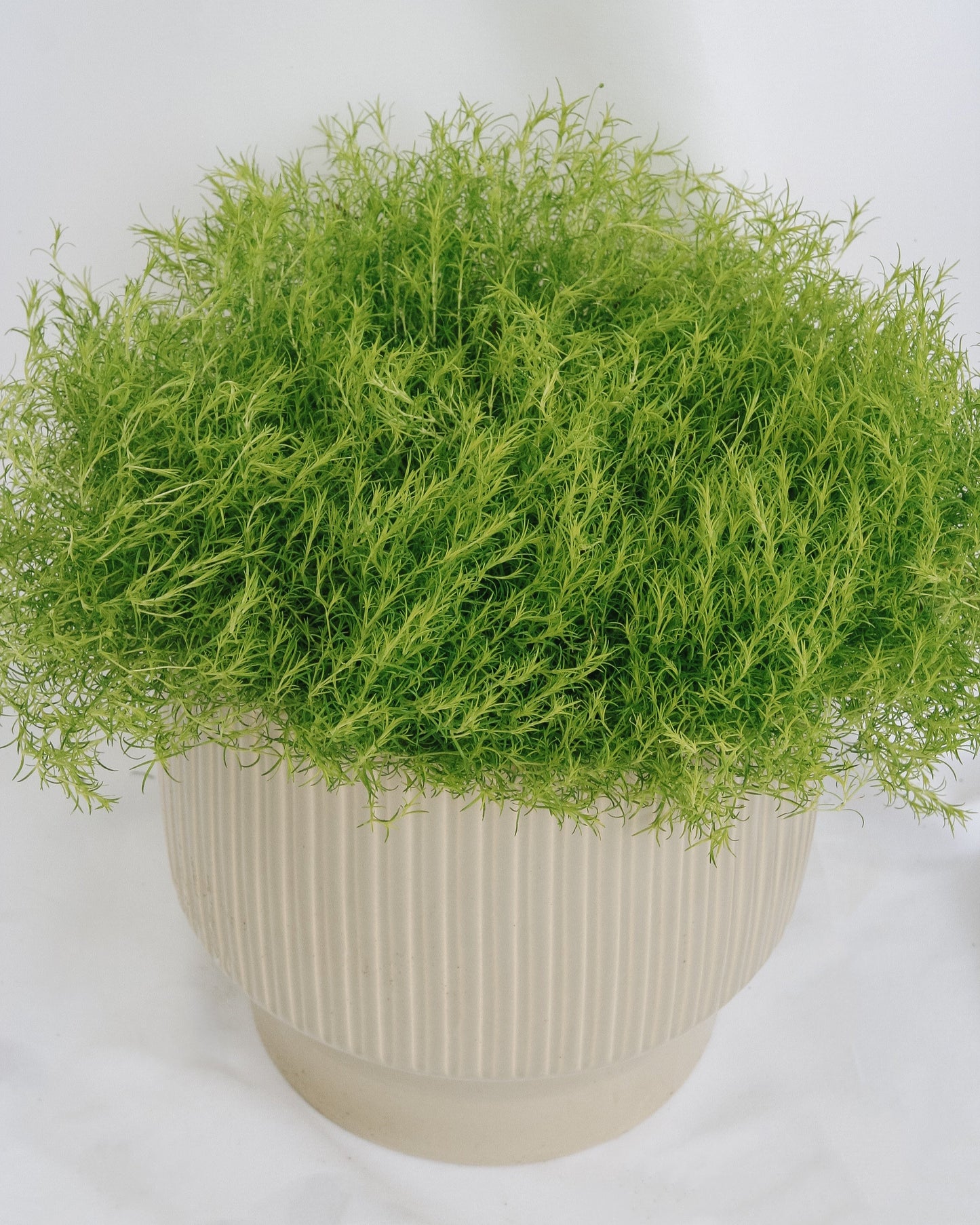 Scotch Moss