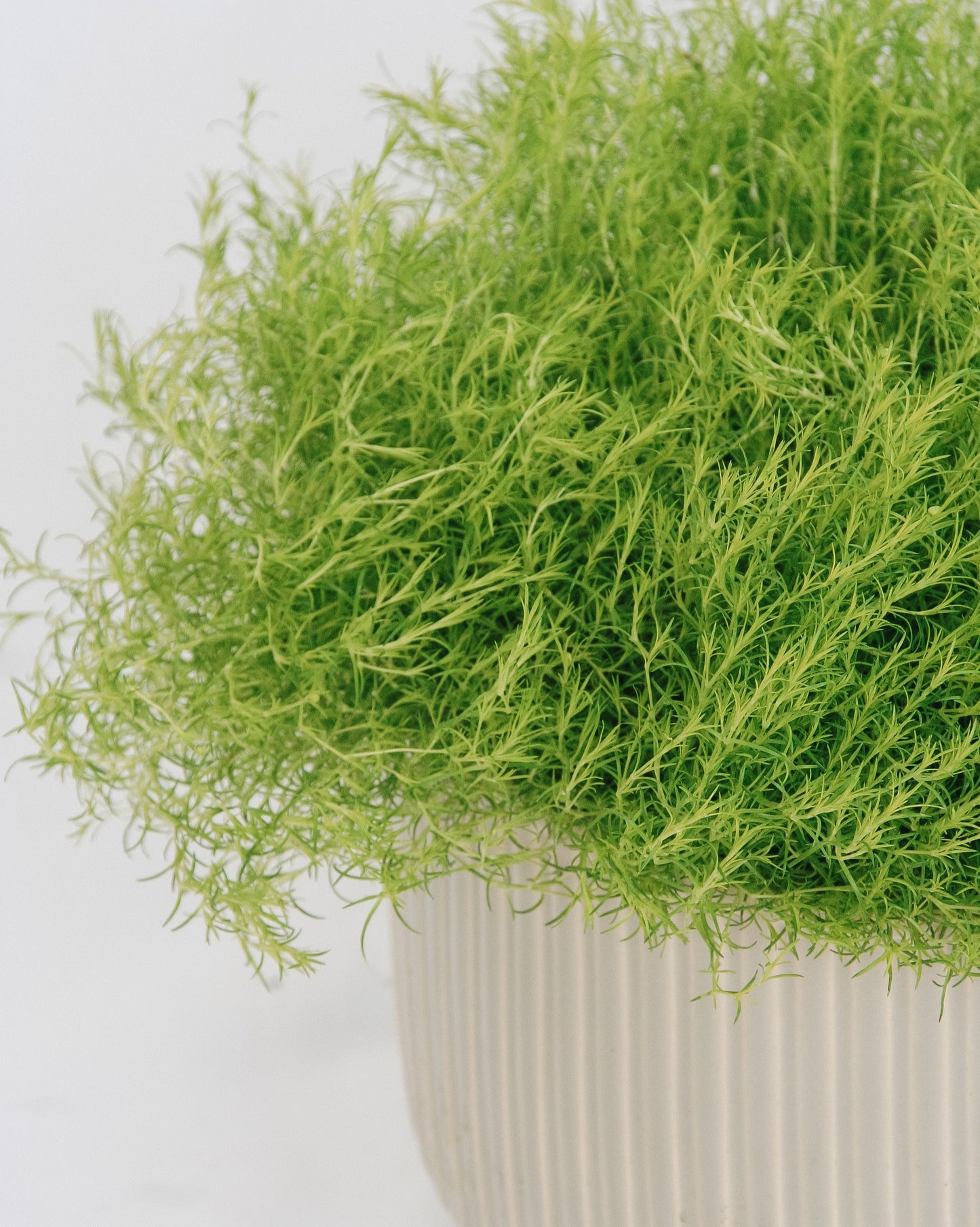 Scotch Moss
