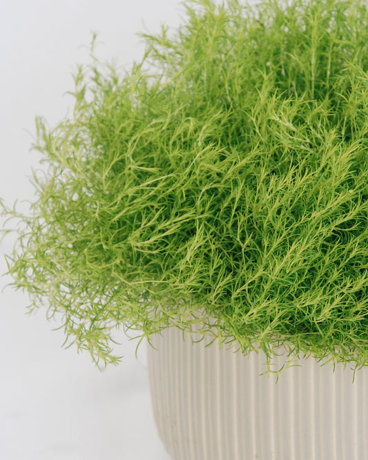 Scotch Moss
