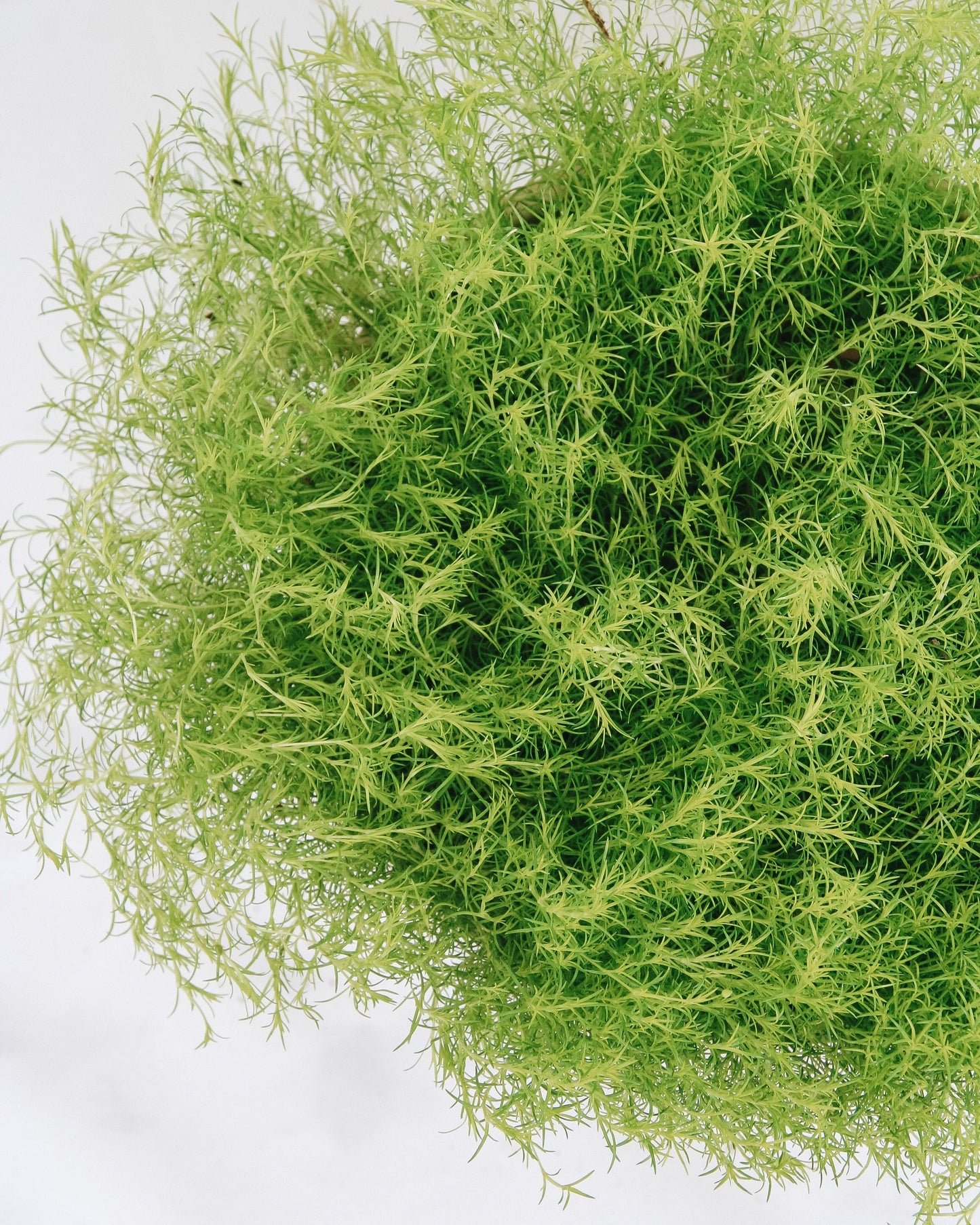 Scotch Moss