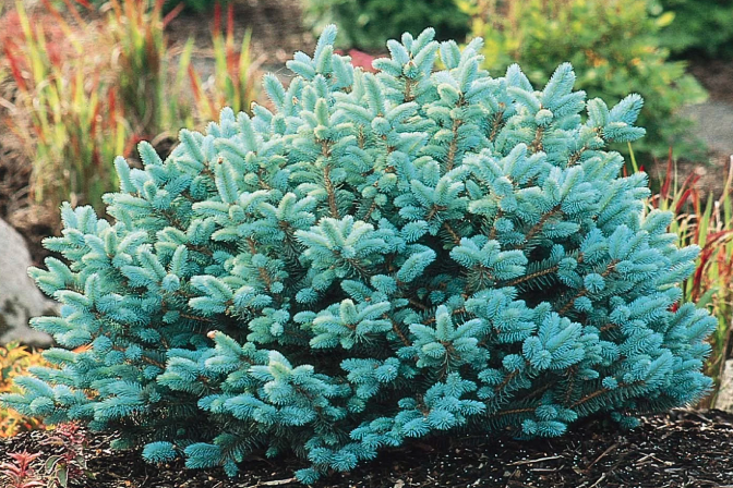 Colorado Globe Blue Spruce