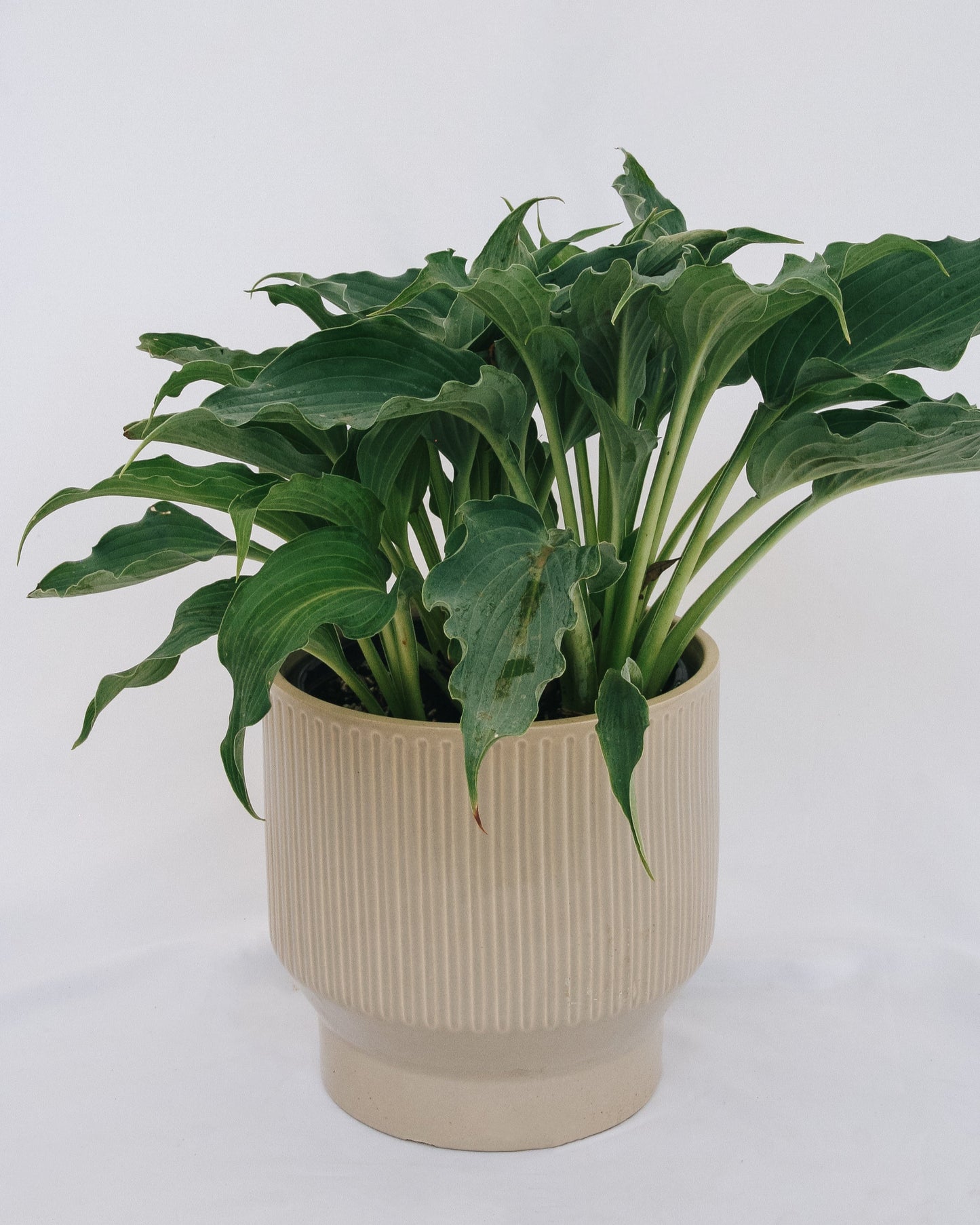Waterslide Plantain Lily