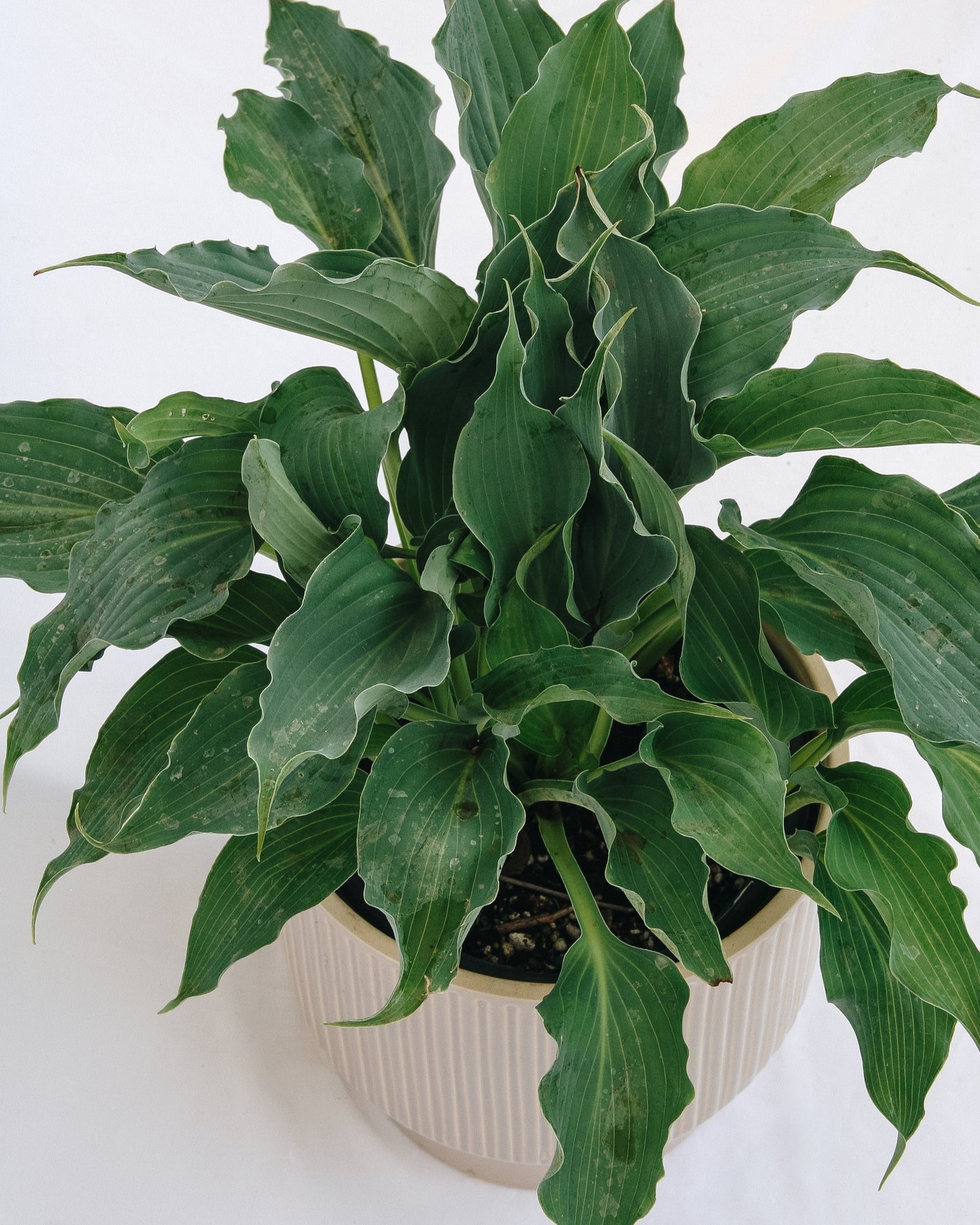 Waterslide Plantain Lily