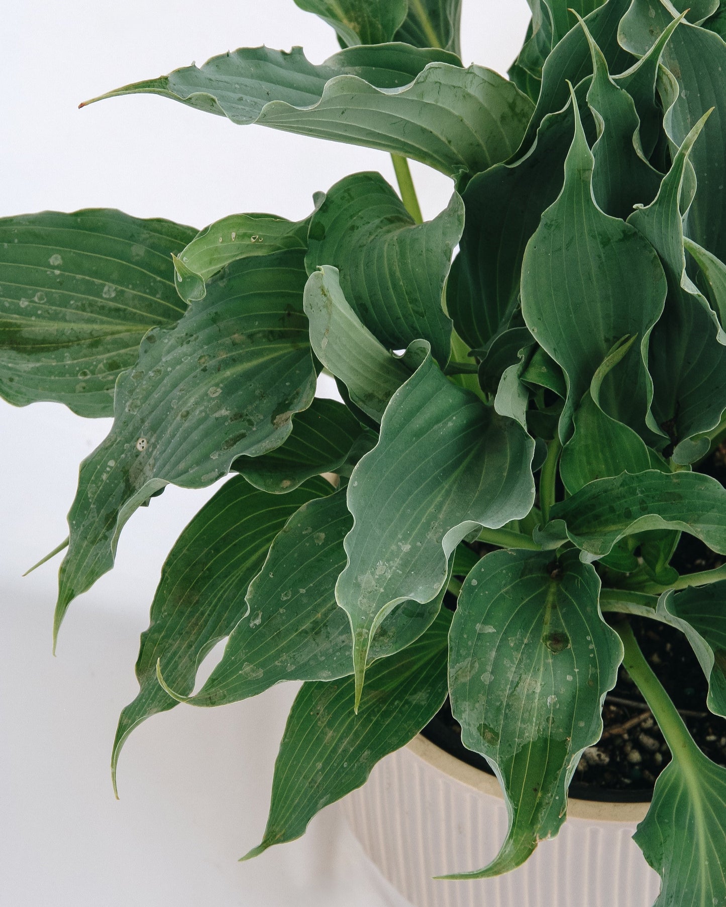 Waterslide Plantain Lily