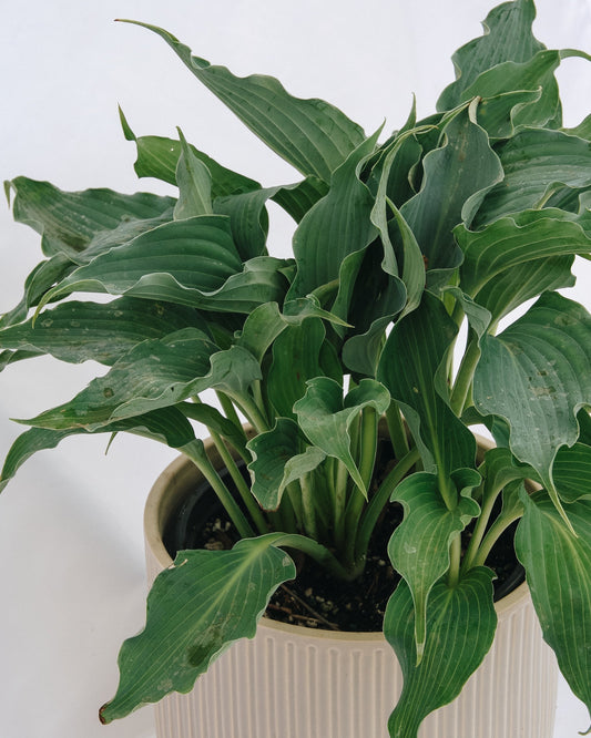 Toboggan aquatique Plantain Lily