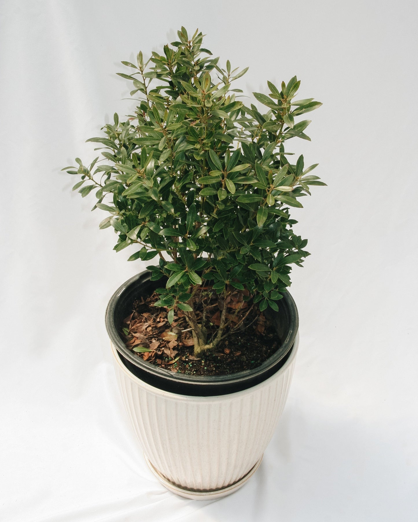 Shamrock Holly