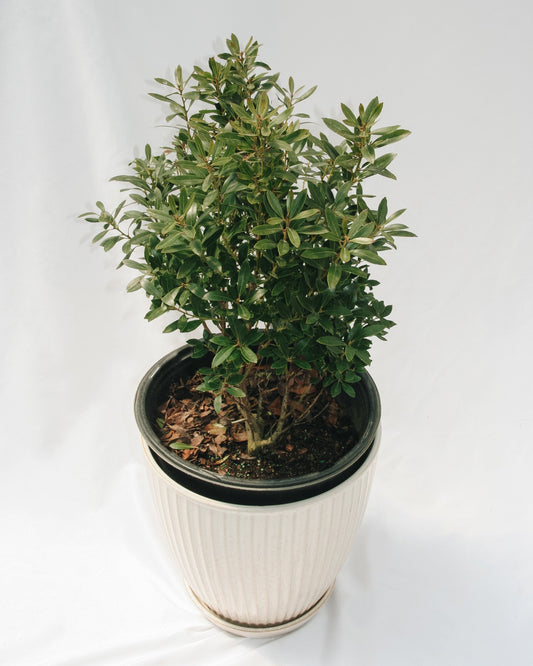 Shamrock Holly