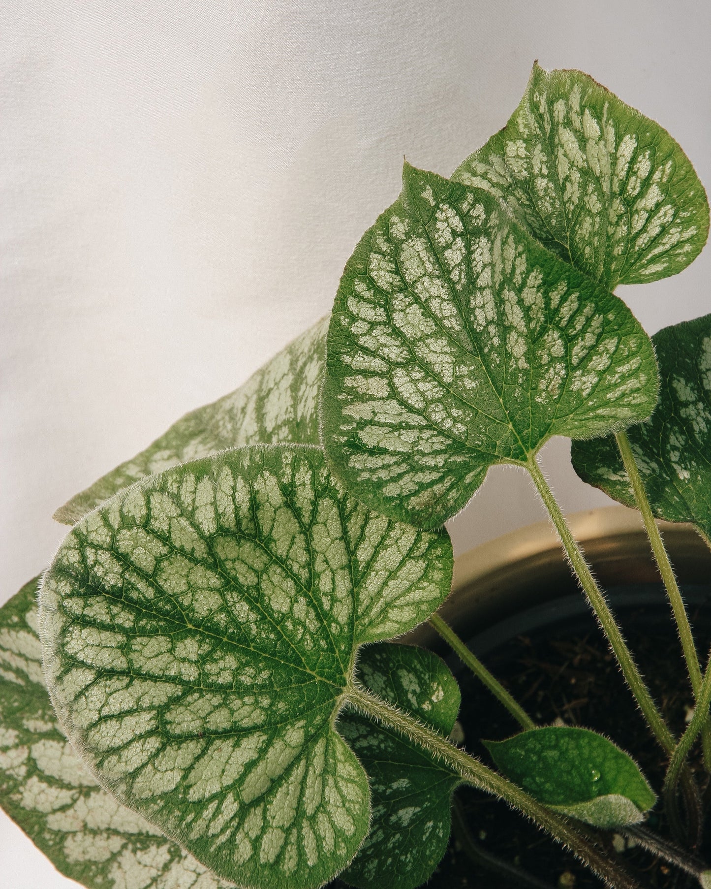 Silver Charm Siberian Bugloss