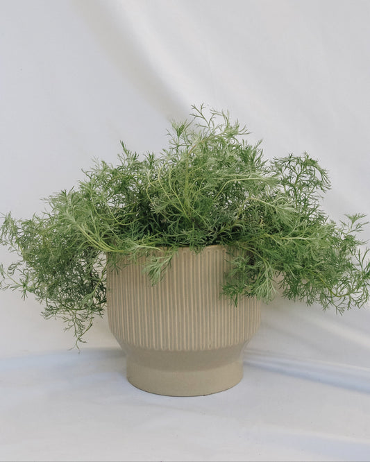 Silvermound Artemesia