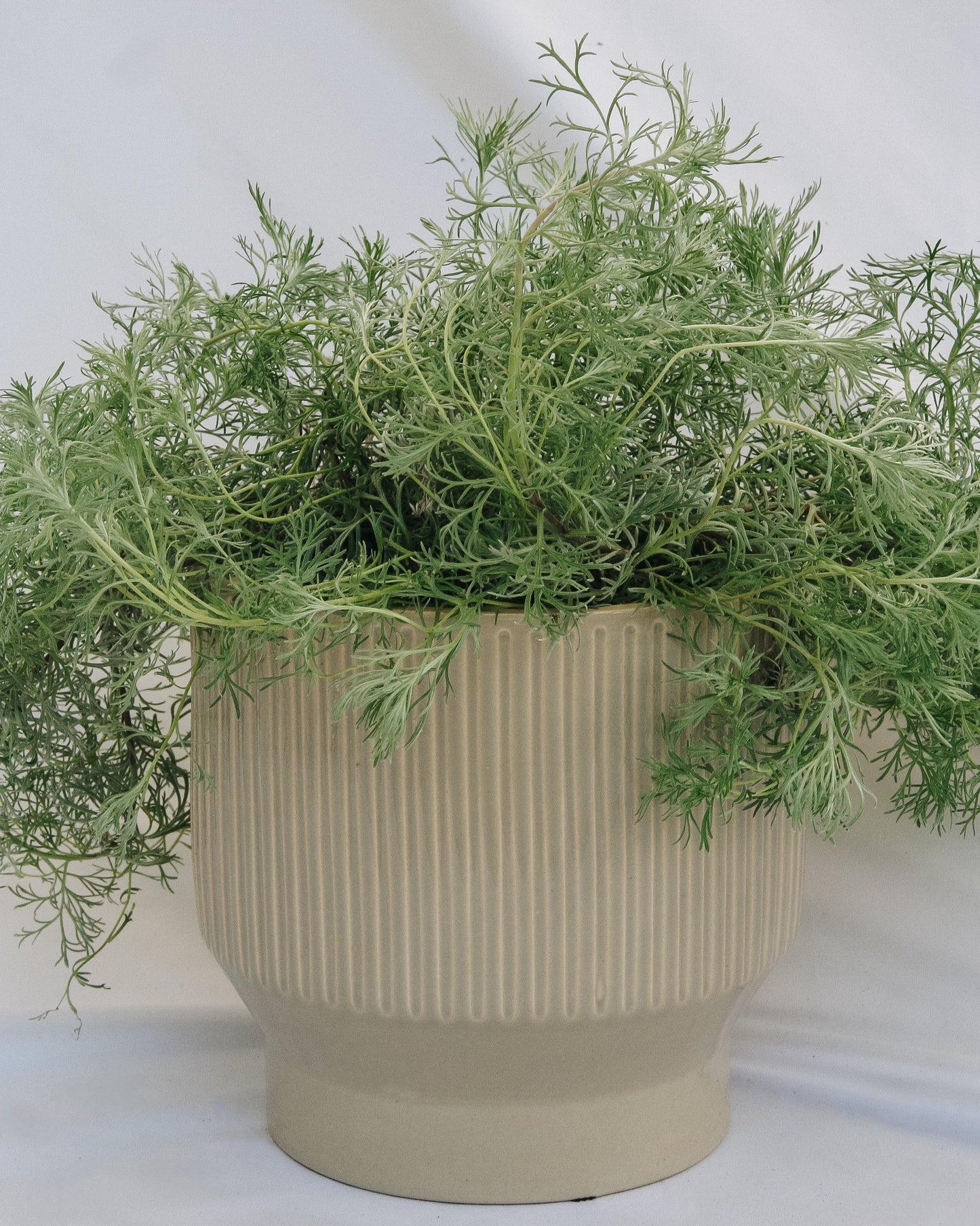 Silvermound Artemesia