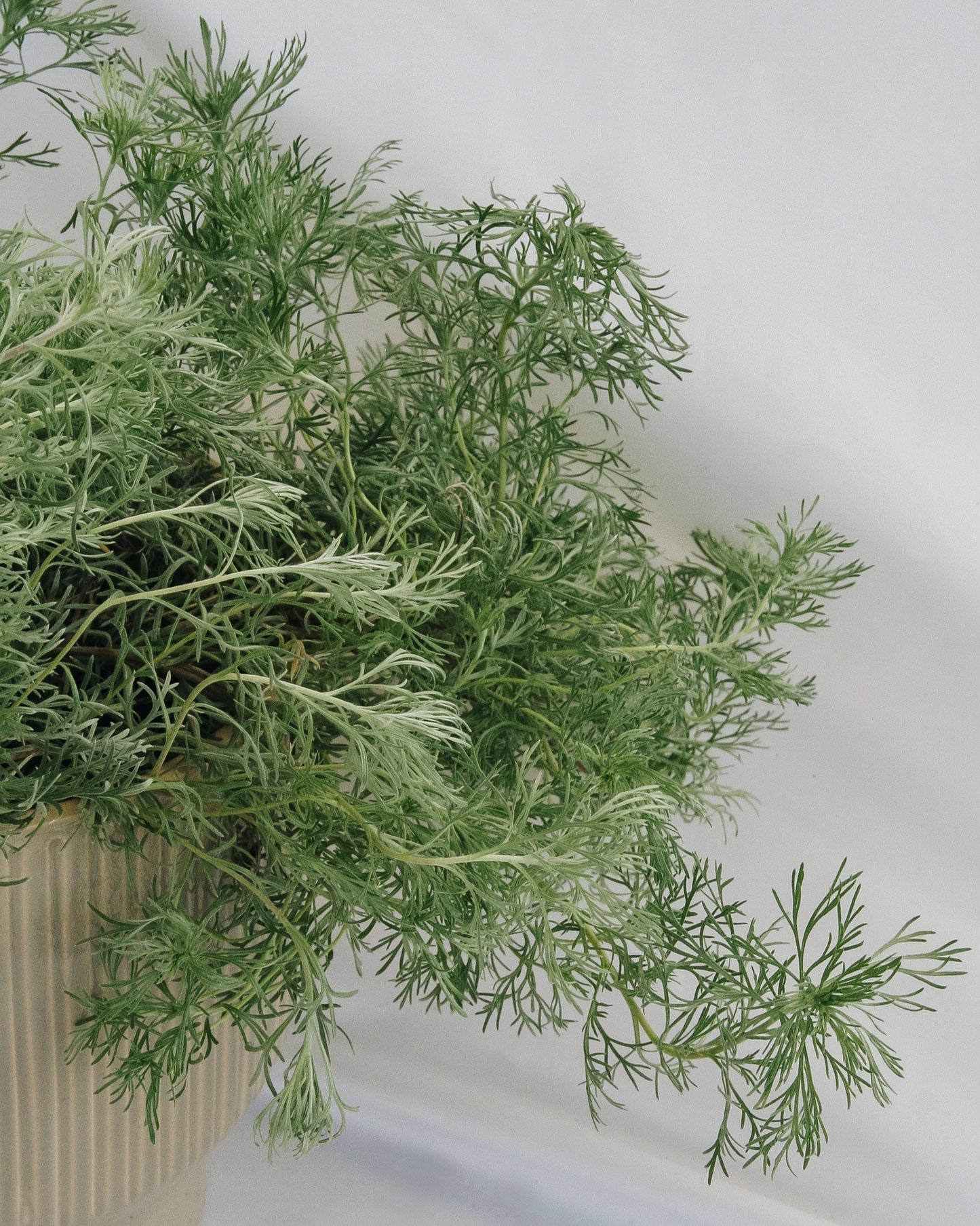 Silvermound Artemesia
