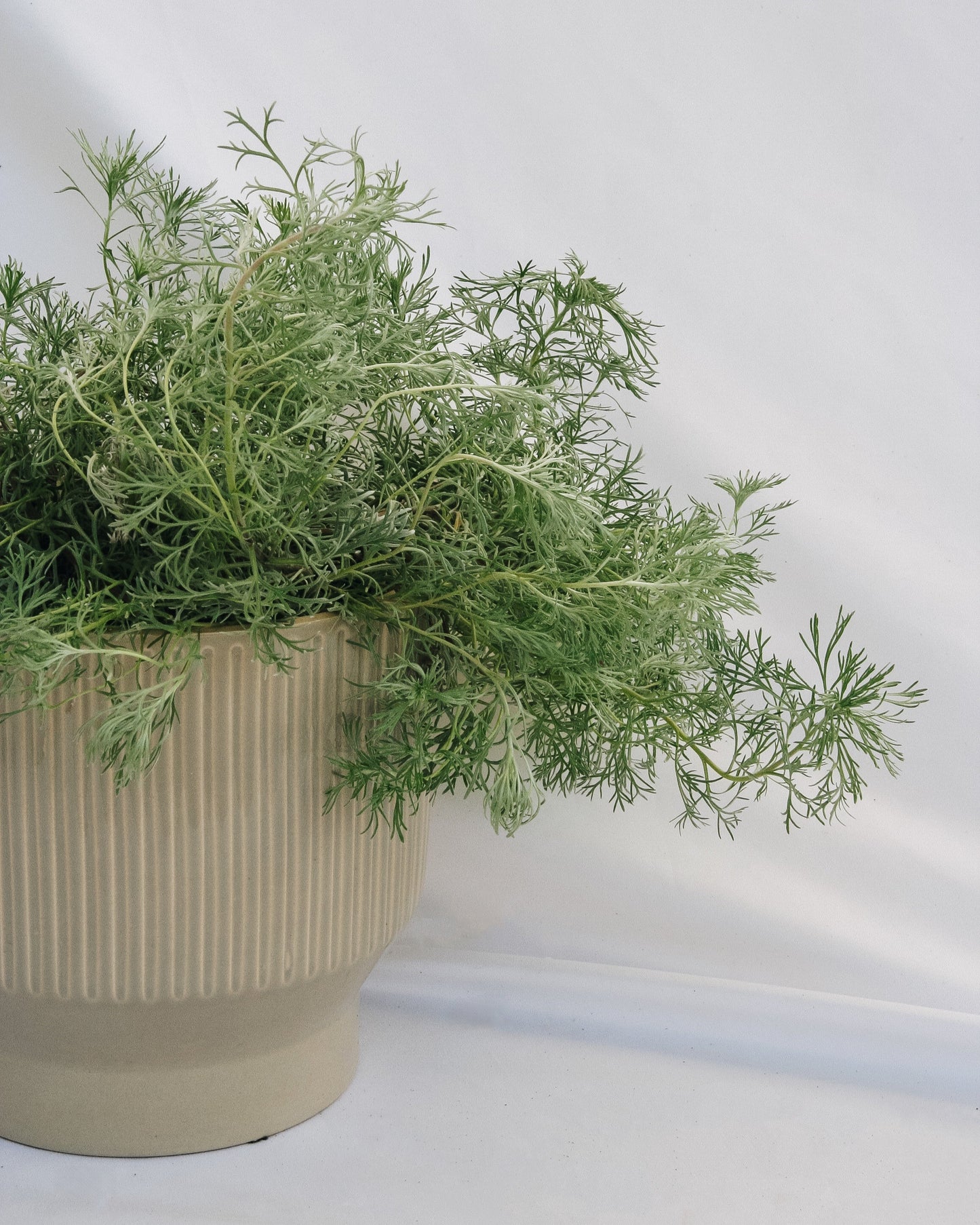 Silvermound Artemesia