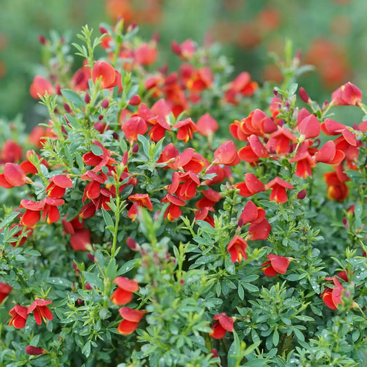 Sister Redhead Scotch Broom