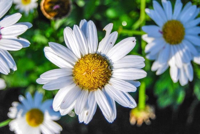 Dame des Neiges Shasta Daisy