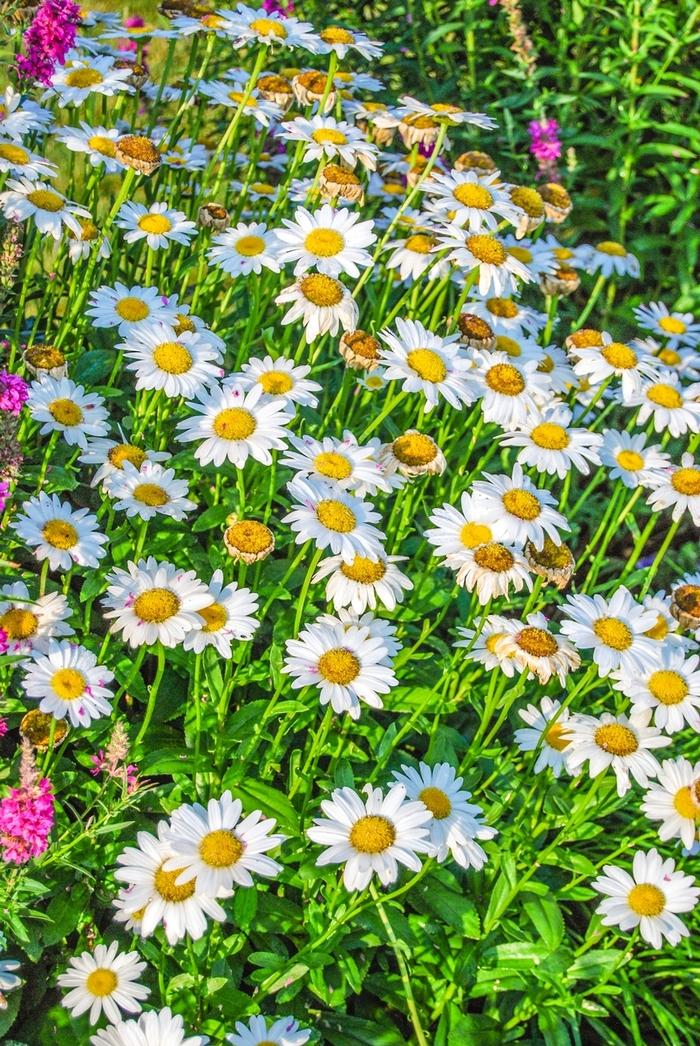 Dame des Neiges Shasta Daisy