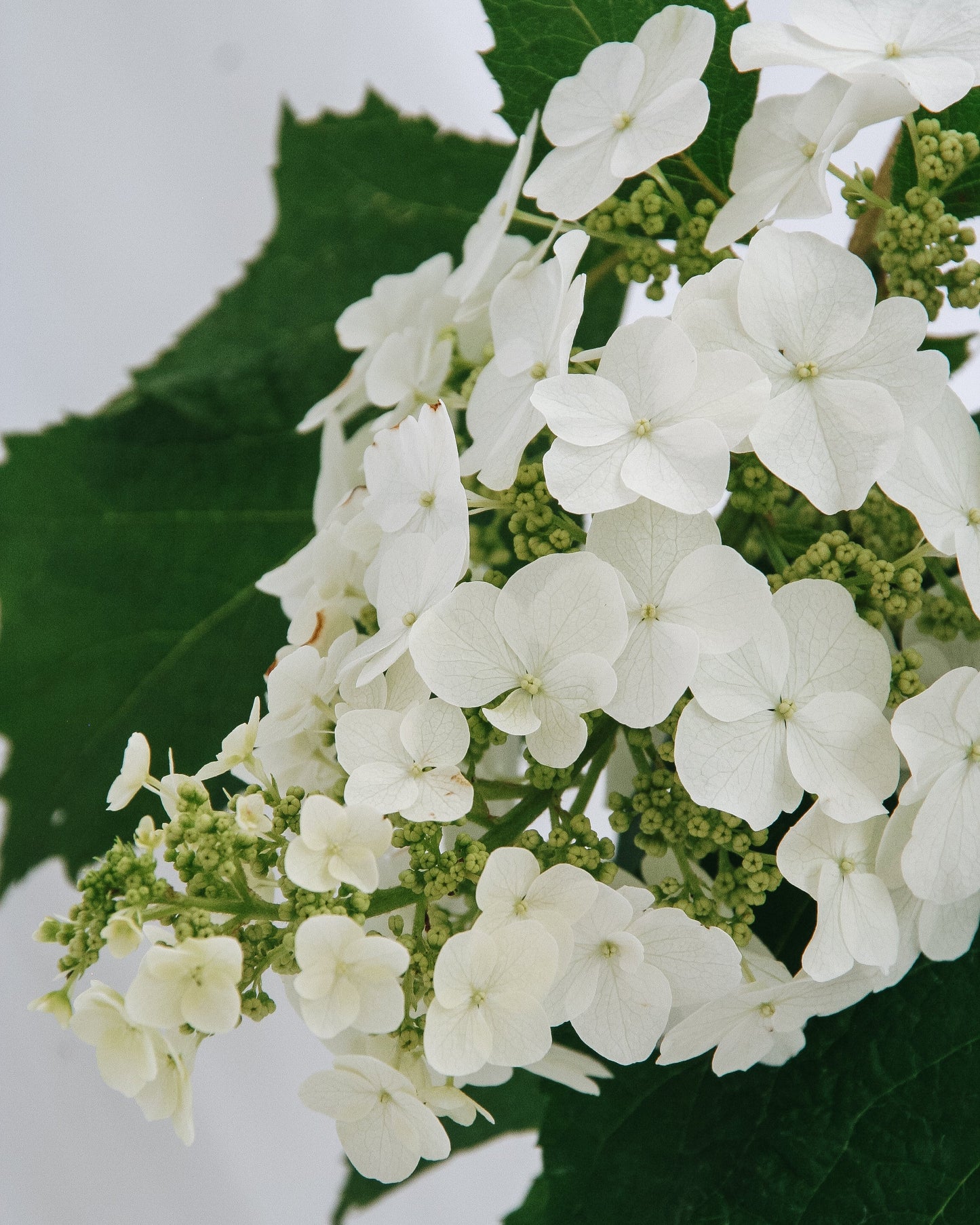 Snow Queen Oakleaf Hydrangea