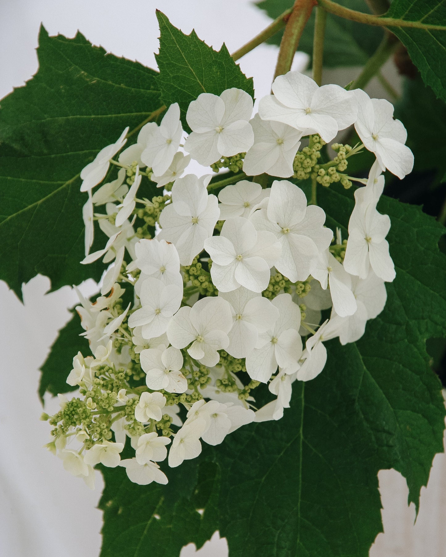 Snow Queen Oakleaf Hydrangea
