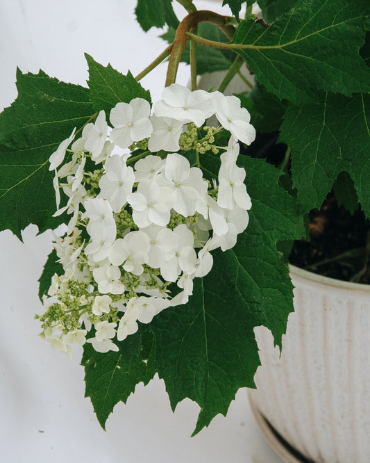Snow Queen Oakleaf Hydrangea