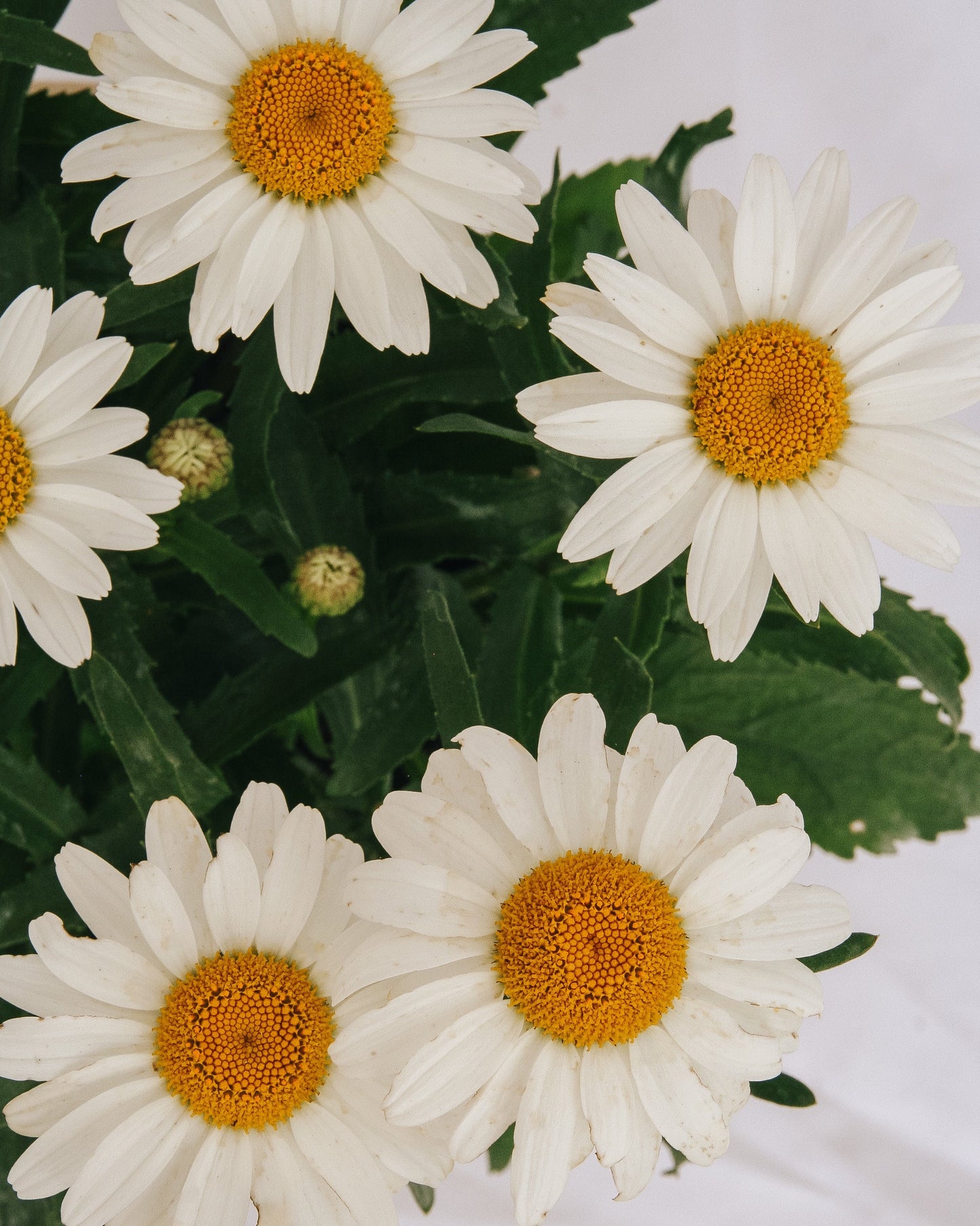 Snowcap Shasta Daisy