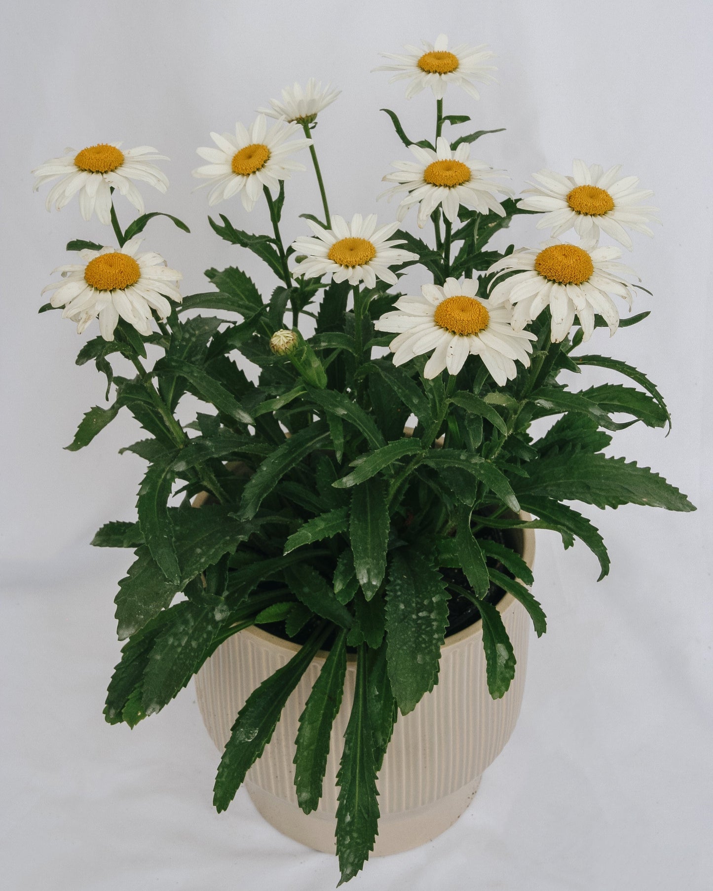 Snowcap Shasta Daisy