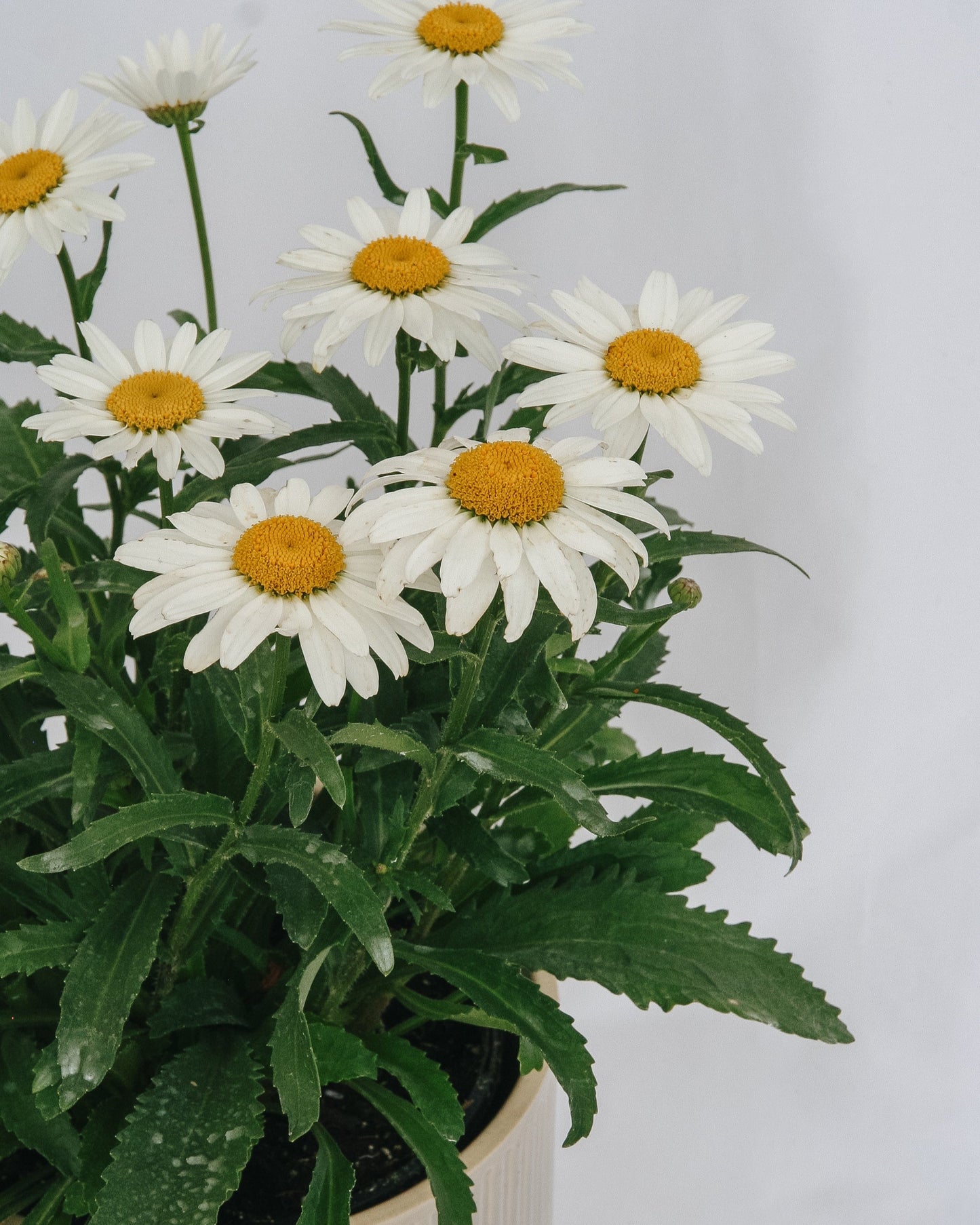 Snowcap Shasta Daisy