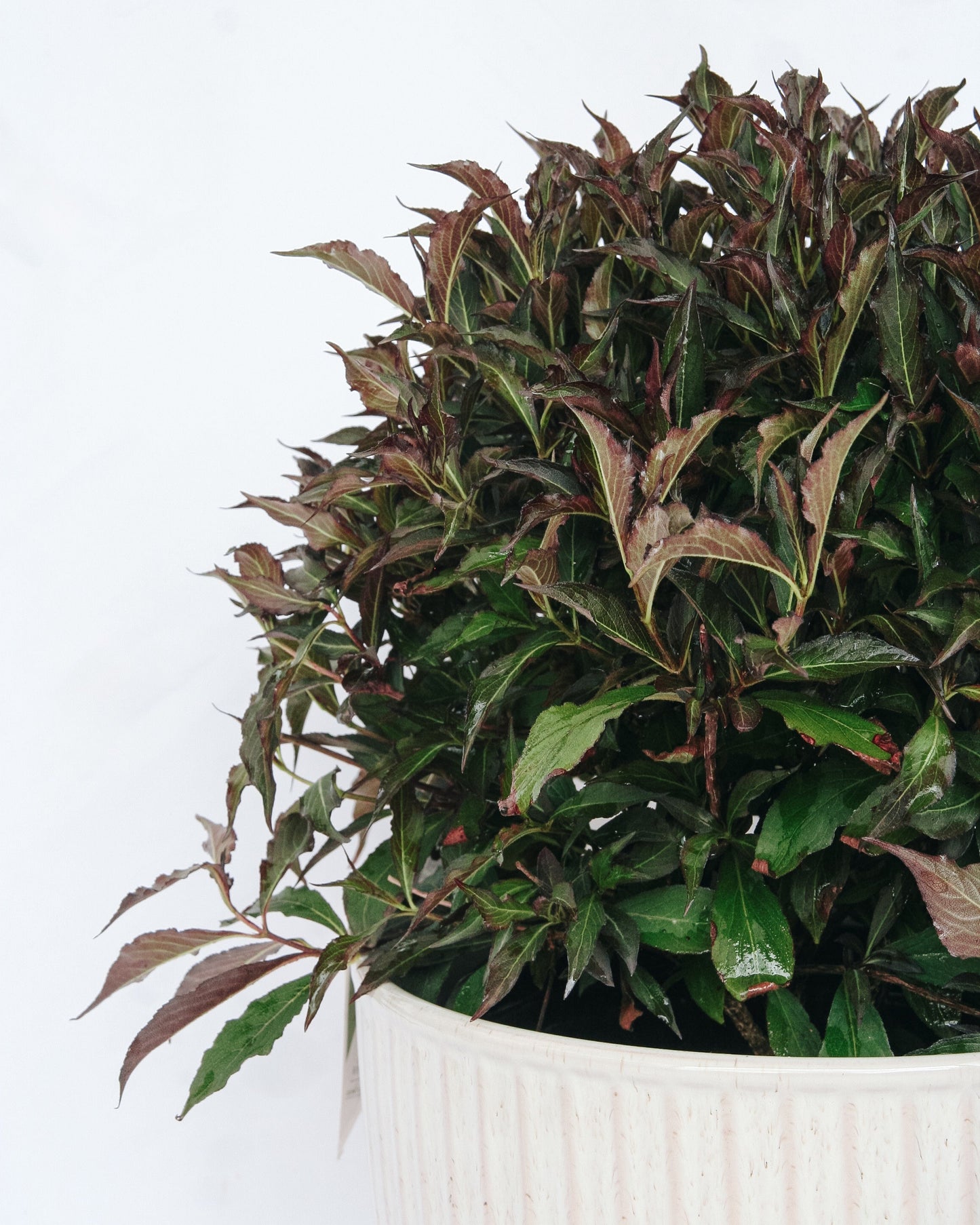 Spilled Wine-Weigela