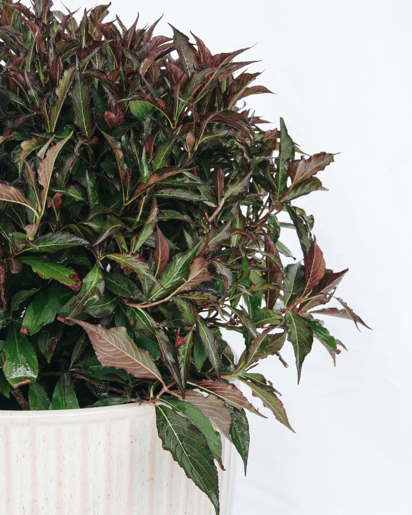 Spilled Wine-Weigela