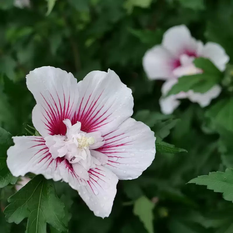 Mousseline de soie Starblast Rose de Sharon