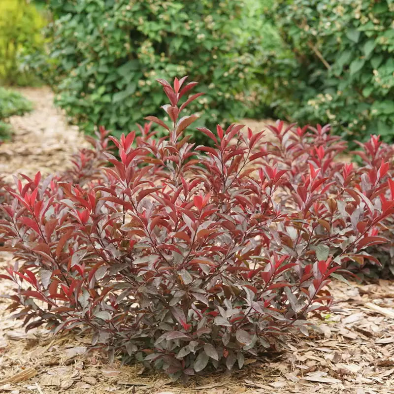 Restez classe Feuille violette Cerise des sables