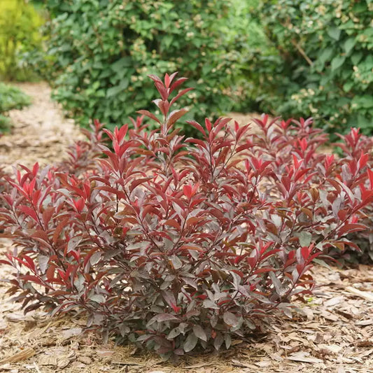 Restez classe Feuille violette Cerise des sables